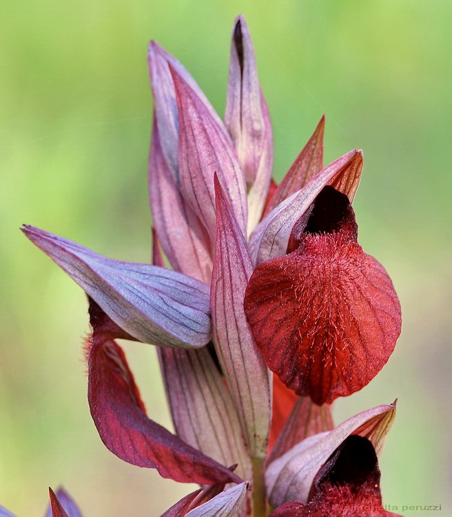 il meglio fiore 2008